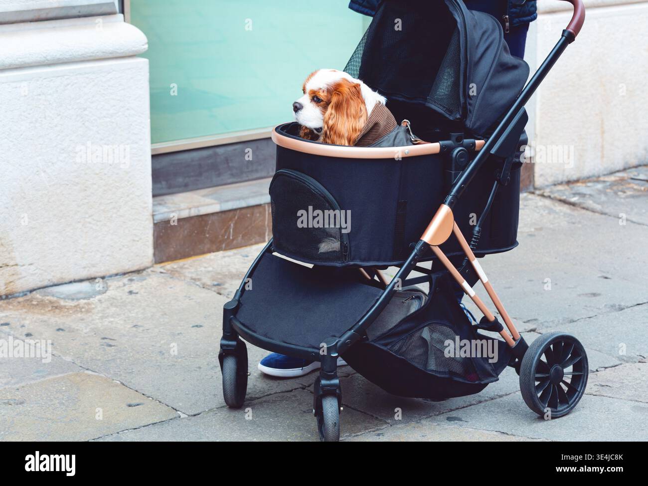 Niedlicher König Charles Spaniel Hund stehend sitzen in einem komfortablen Haustierwagen Haustierwagen Haustierwagen. Konzeptbeziehung tierfreundlich. Stockfoto