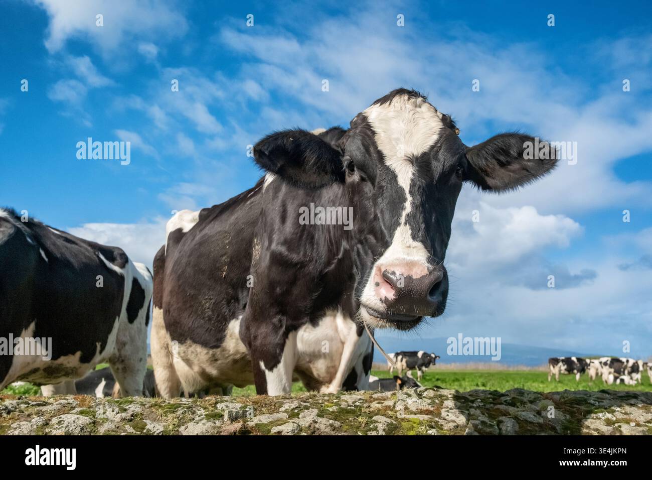 Nahaufnahme einer Holsteinkuh auf den grünen Weiden von Sao Miguel Stockfoto