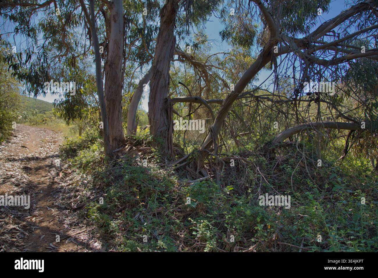 Sonnendurchfluteter Küstenpfad mit Eukalyptusbäumen und Scrub-Vegetation neben Einem Dirt Path. Stockfoto