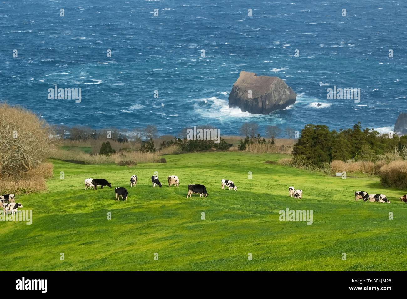 Kühe weiden auf üppig grünen Feldern der Insel Sao Miguel auf den Azoren Stockfoto