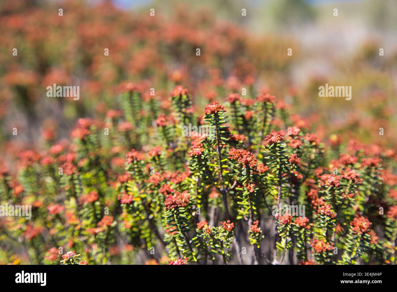 Nahaufnahme Der Blühenden Küstenheide Mit Kleinen Roten Blüten Auf Dem Fishermans Trail, Portugal. Stockfoto
