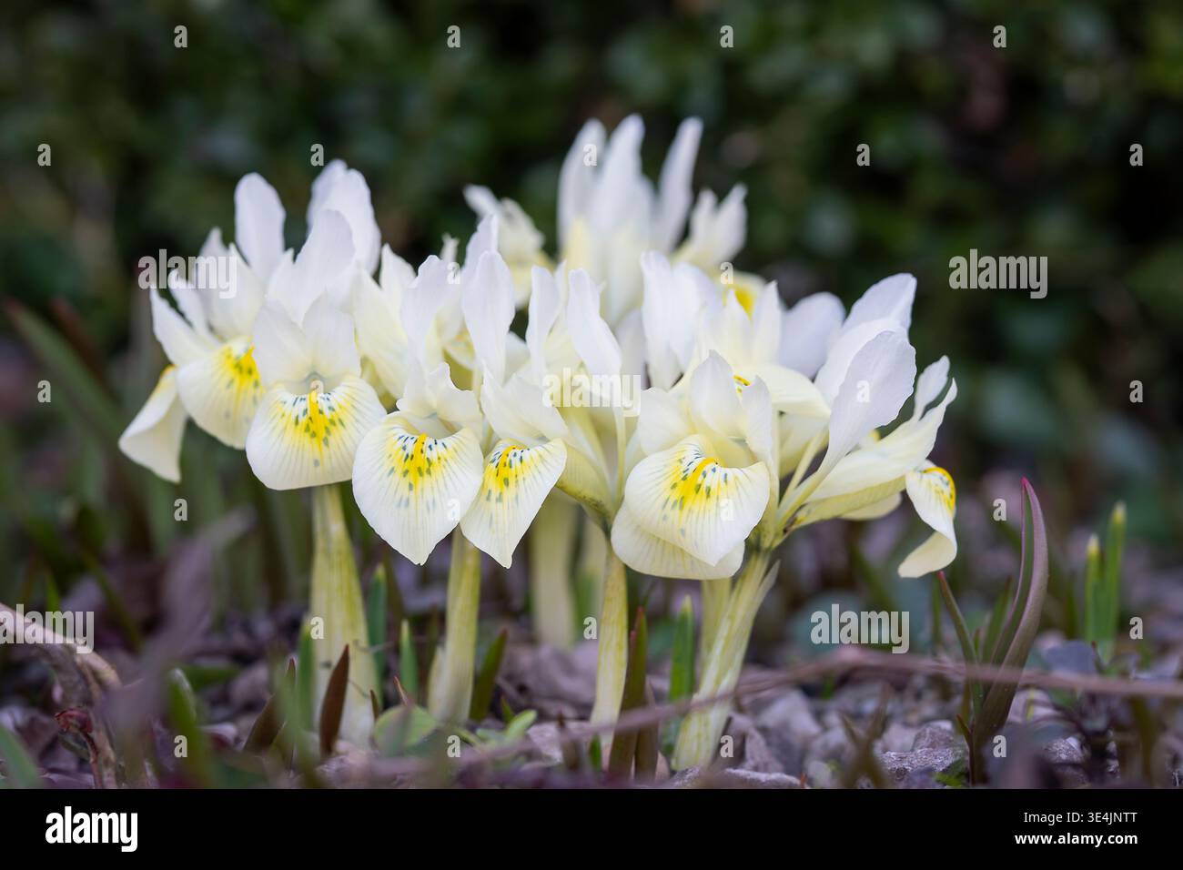 Die Zwergblume „Katharine’s Gold“ blüht im Frühfrühlingspark, zarte blassgelbe und weiße Blüten mit komplizierten Markierungen. Stockfoto