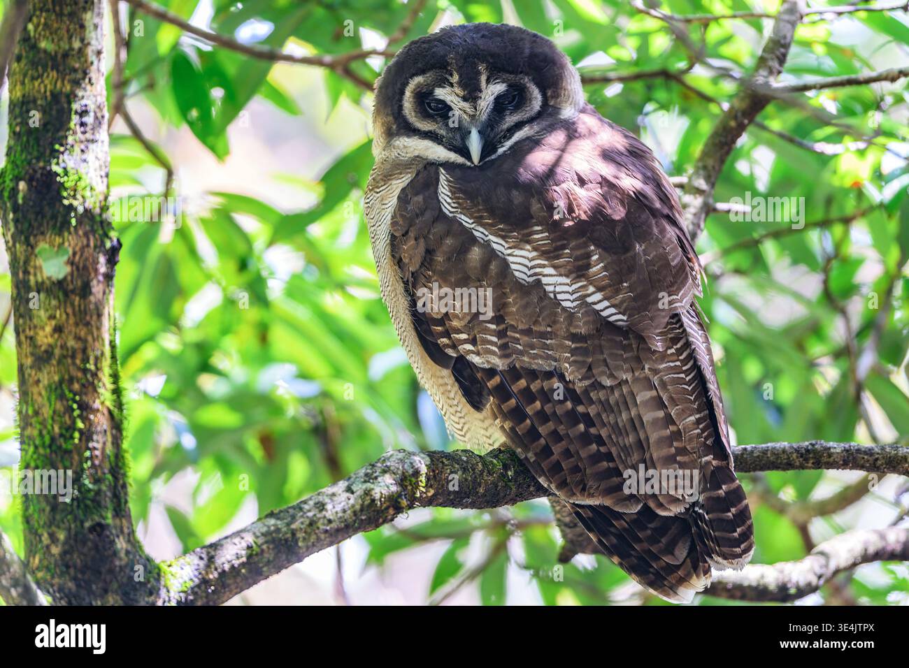 Braunholzeule (Strix leptogrammica) aus Pangot, Uttarakhand, Indien. Stockfoto
