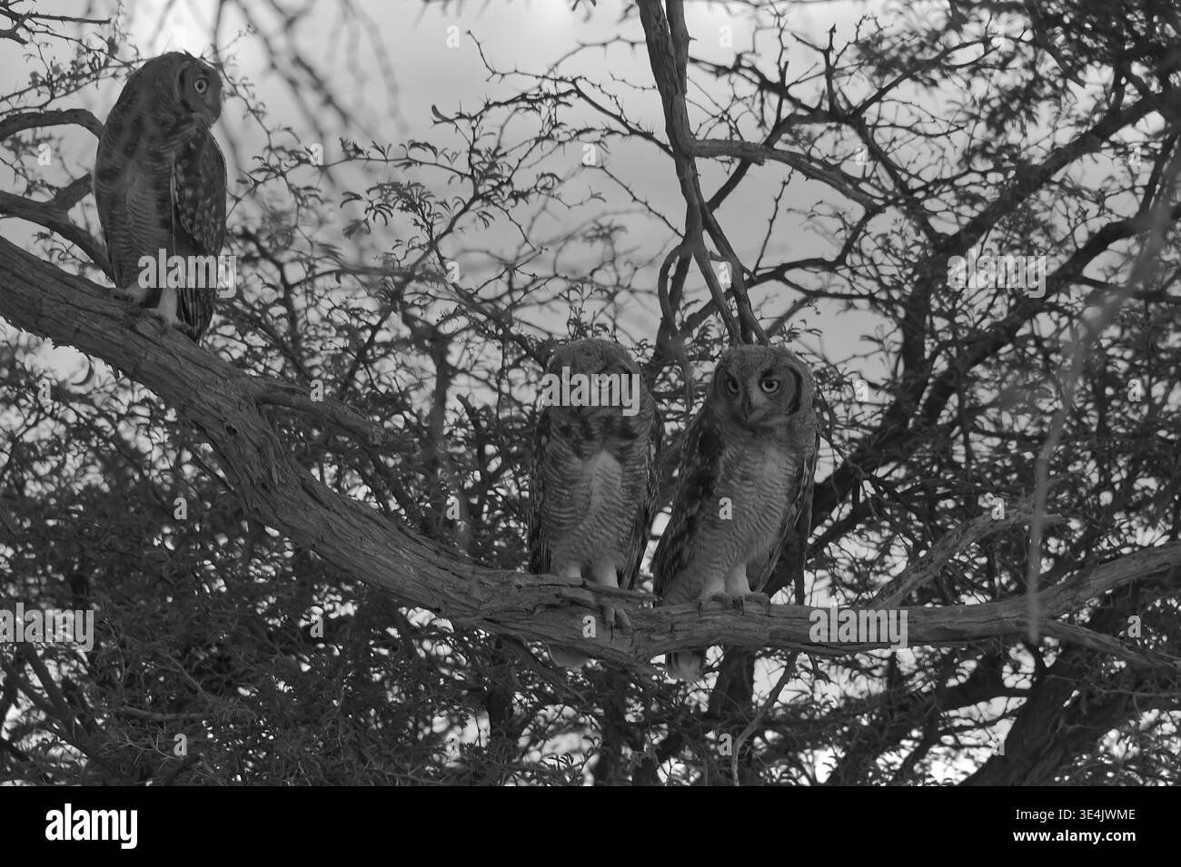 Junge Uhu von Verreaux in einem Dornbaum im Kgalagadi Transfrontier Park BW 17077 BW Stockfoto