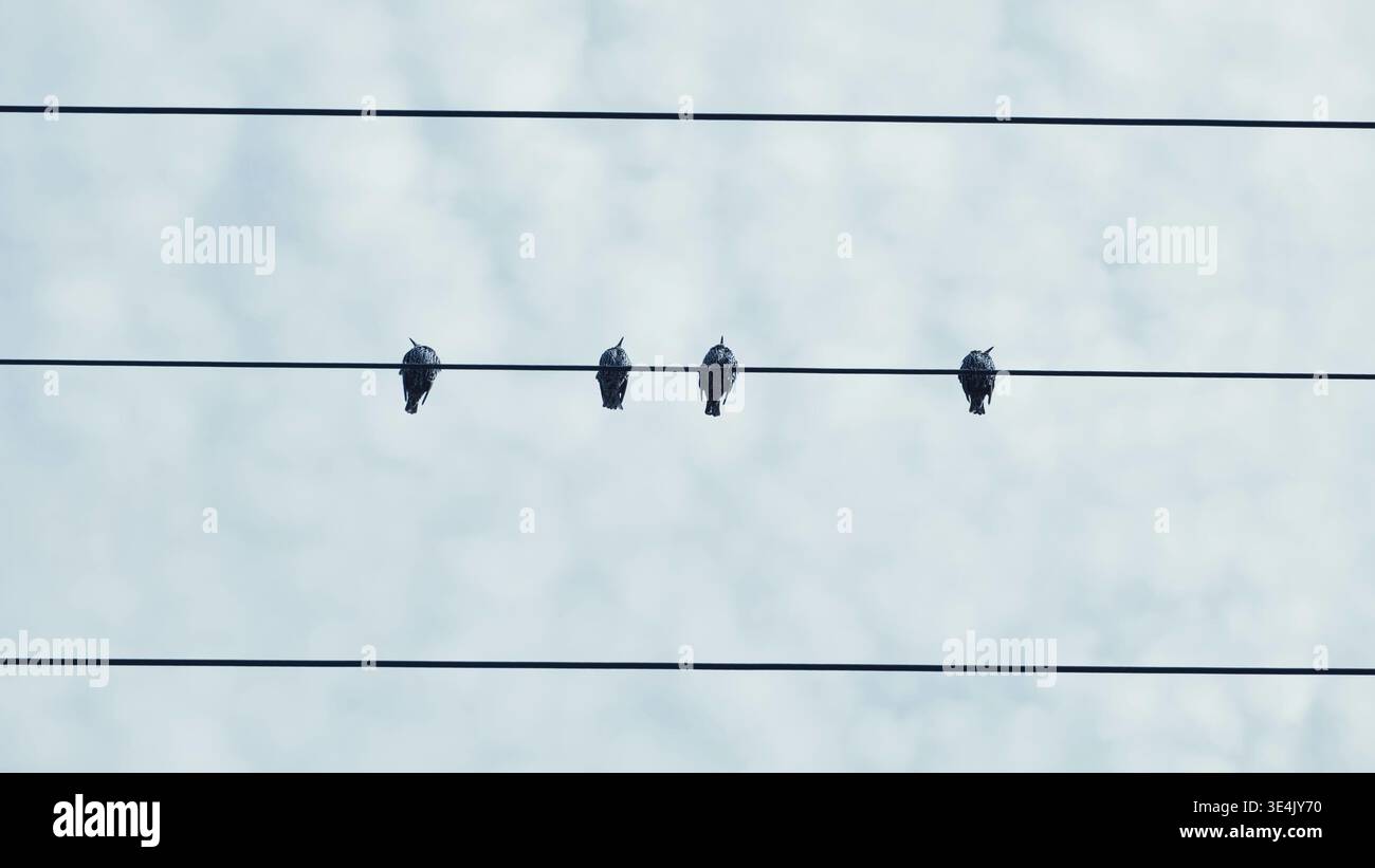 Vier kleine Vögel, die in einer Reihe auf einem schwarzen Draht sitzen, vom Himmel umrahmt Stockfoto