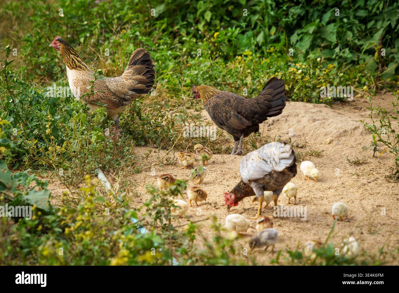 Kho Tha Village, Thailand – 26. November 2024: Hühner fressen auf sandigem Boden mit Küken in einem ländlichen Gebiet des Kho Tha Village. Stockfoto