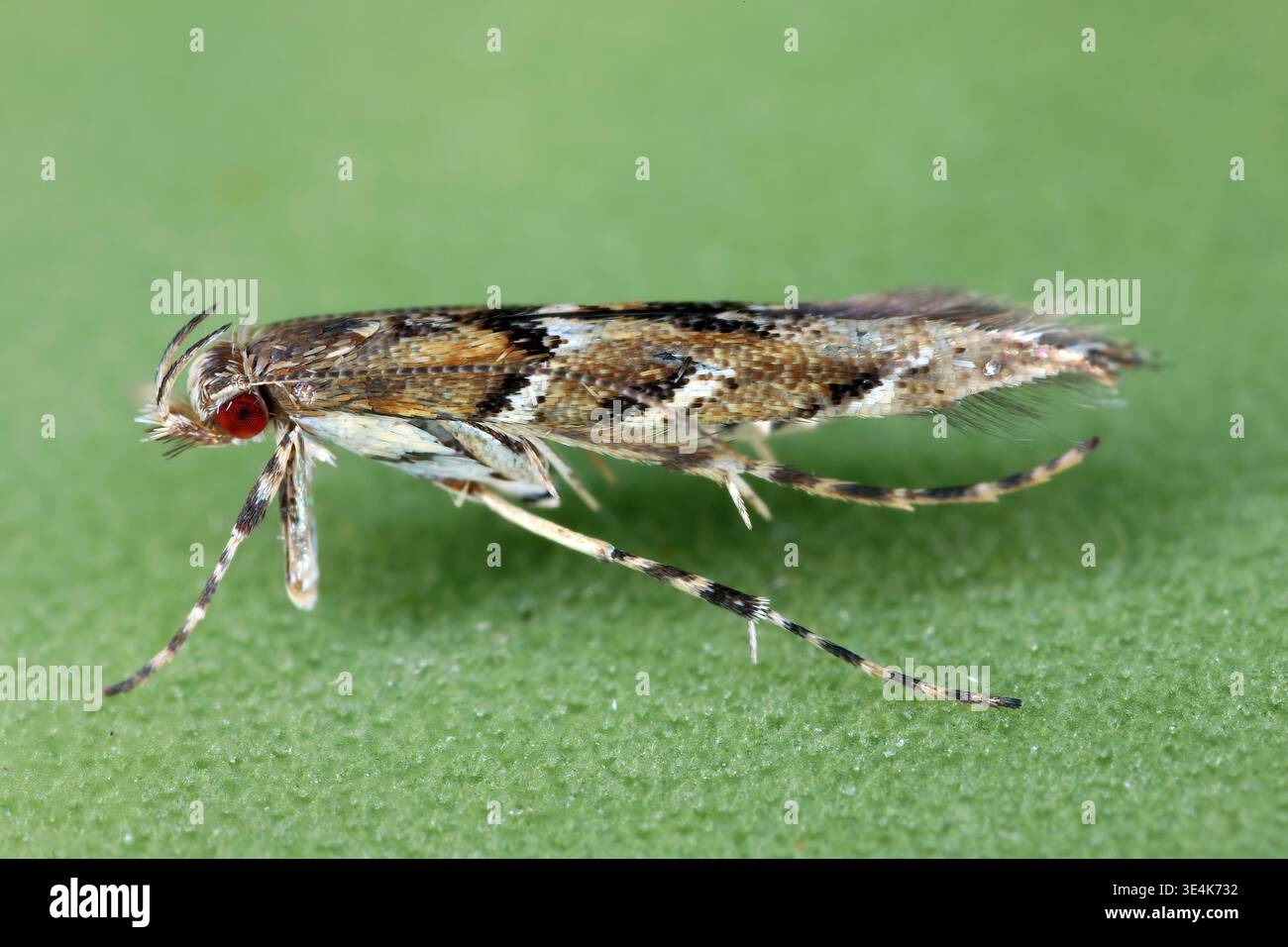 Der Leaf Fltch Miner Moth (Acrocercops brongniardella) ist eine Motte aus der Familie der Gracillariidae. Stockfoto