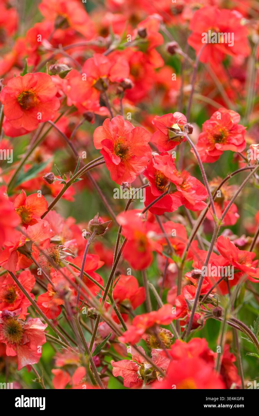Geum Scarlet Tempest, geum Macgeu001, avens Scarlet Tempest, doppelte, aprikosenrote Blüten Stockfoto