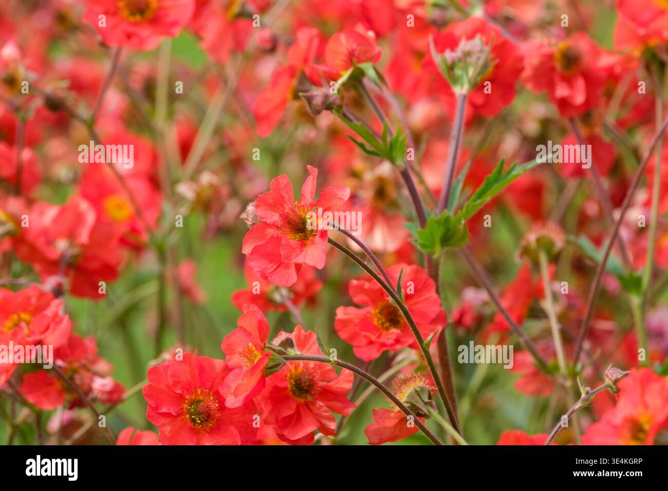 Geum Scarlet Tempest, geum Macgeu001, avens Scarlet Tempest, doppelte, aprikosenrote Blüten Stockfoto