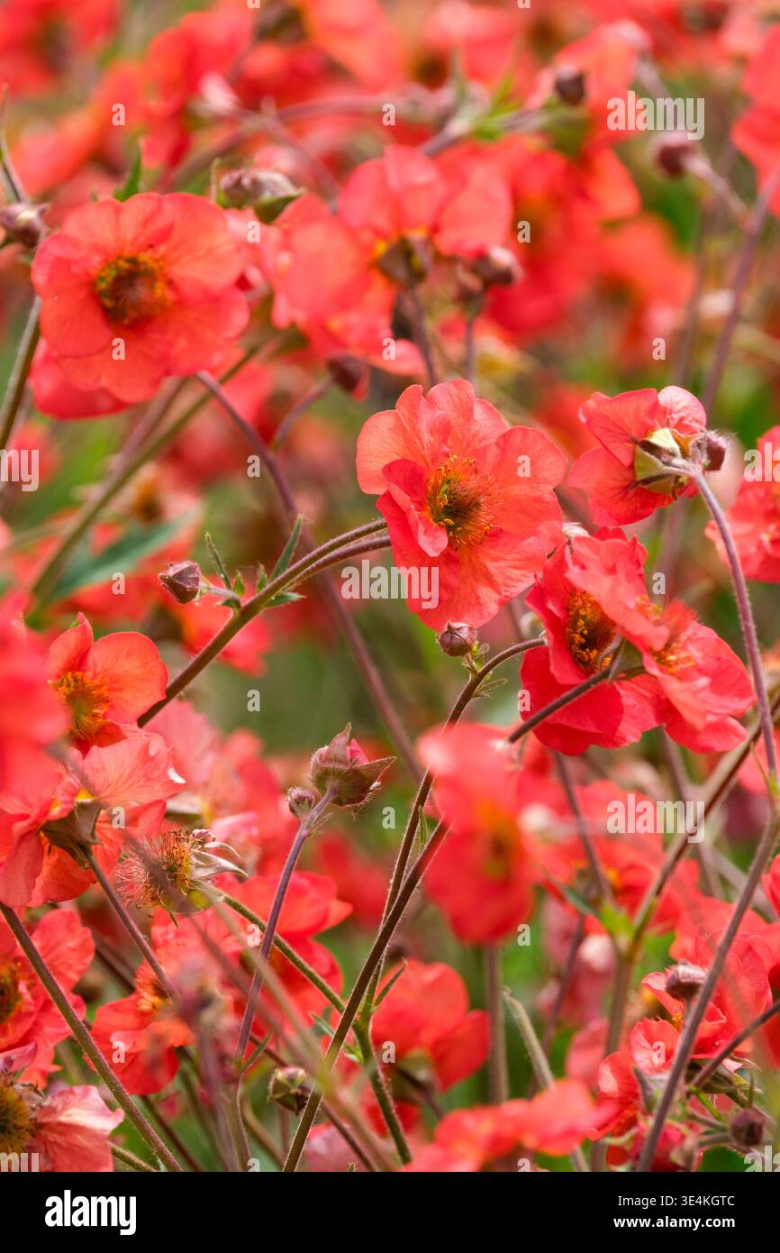Geum Scarlet Tempest, geum Macgeu001, avens Scarlet Tempest, doppelte, aprikosenrote Blüten Stockfoto