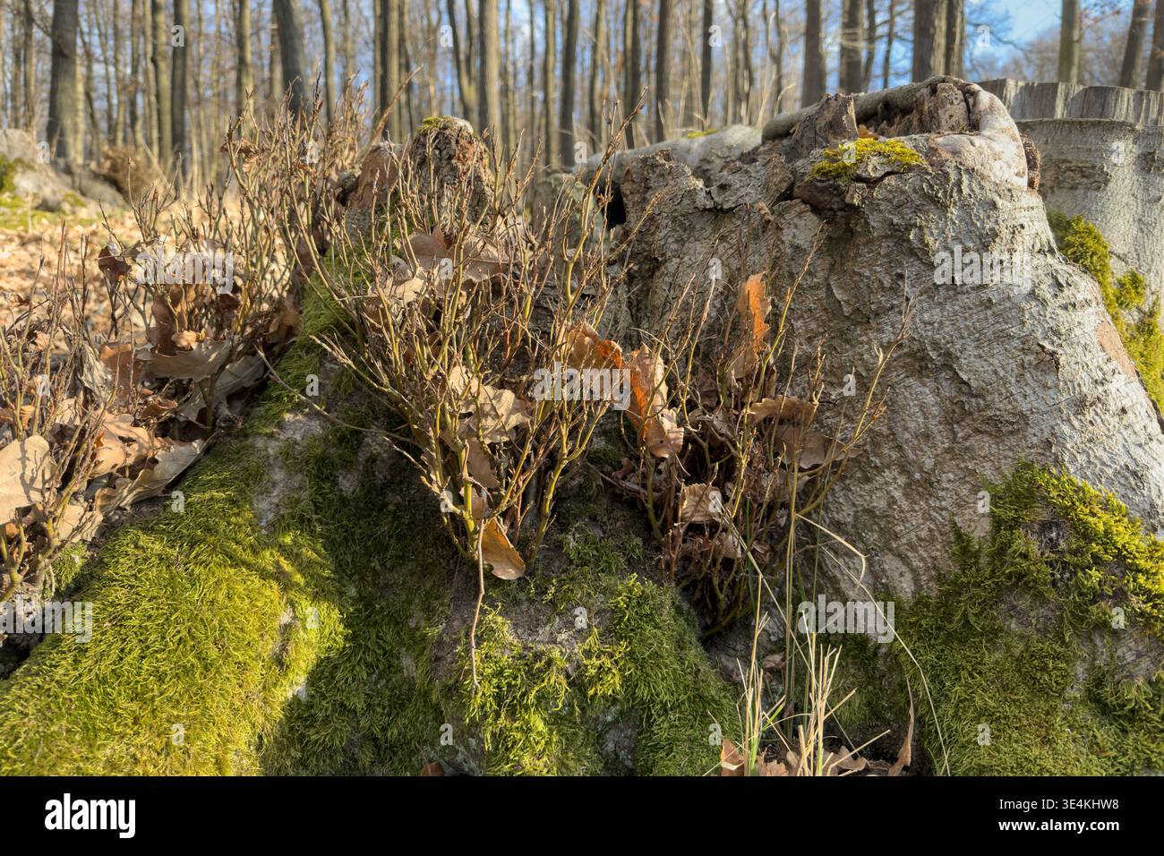 Moos und kleine Pflanzen gedeihen auf einem alten Baumstumpf im Wald. Die Natur gewinnt das, was übrig geblieben ist, und zeigt Widerstandskraft und den Lebenskreislauf im Wald Stockfoto