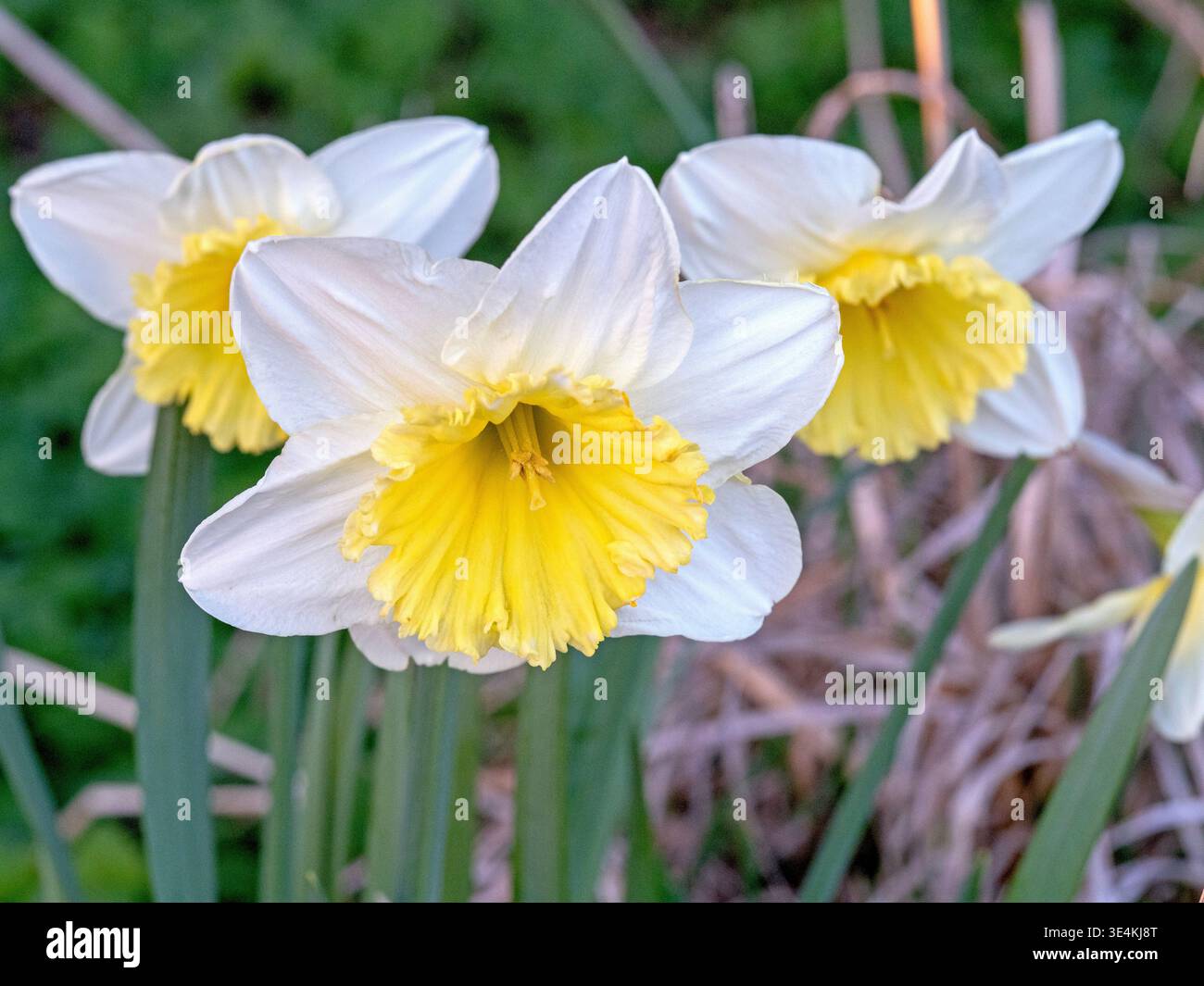 Wilde Narzissen, Narcissus pseudonarcissus, in einem Garten Stockfoto