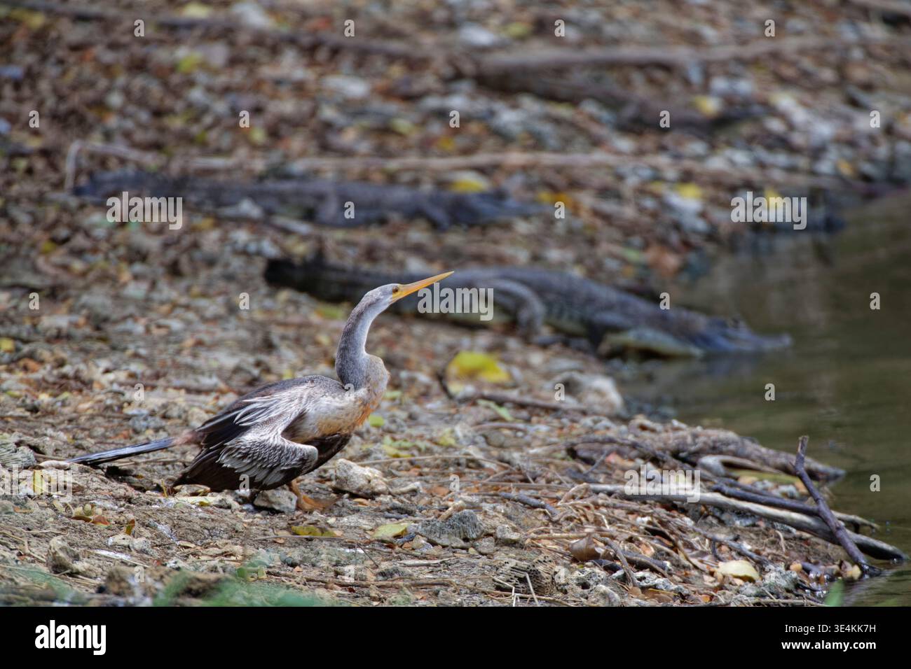 Anhinga / amerikanischer Darter (Anhinga anhinga) Junges ruht an einem Teichufer in der Nähe von drei Brillenkaimanen (Caiman crocodilus), Tobago, WI. Stockfoto