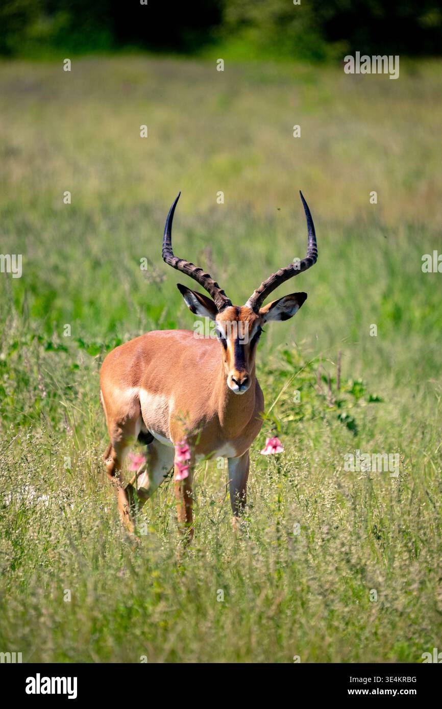 Männlicher Impala Im Gras, Alarmwächter Mit Gebogenen Hörnern Und Aufmerksamem Blick Zwischen Wildblumen, Golden Stockfoto