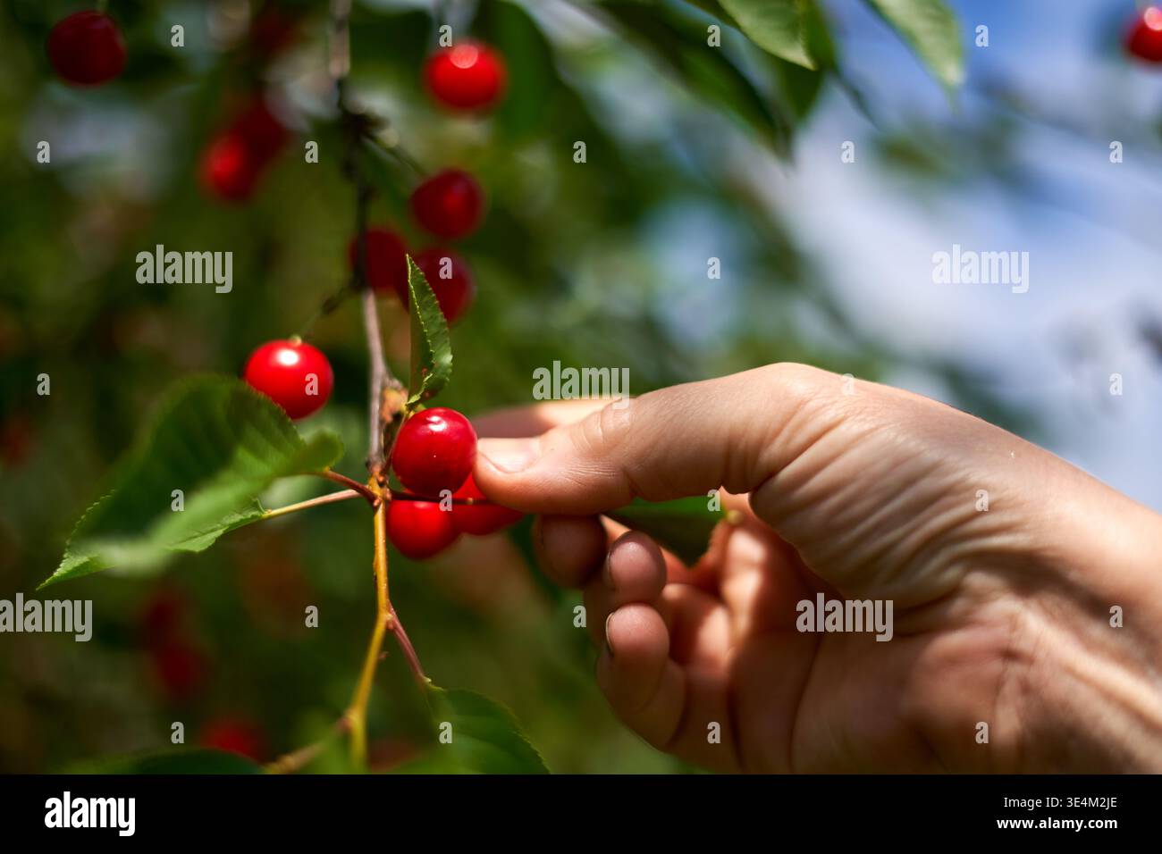 Nahaufnahme einer Person, die bei hellem Sonnenlicht reife rote Kirschen von einem Baumzweig pflückt. Das Bild zeigt leuchtende rote Kirschen mit Stockfoto