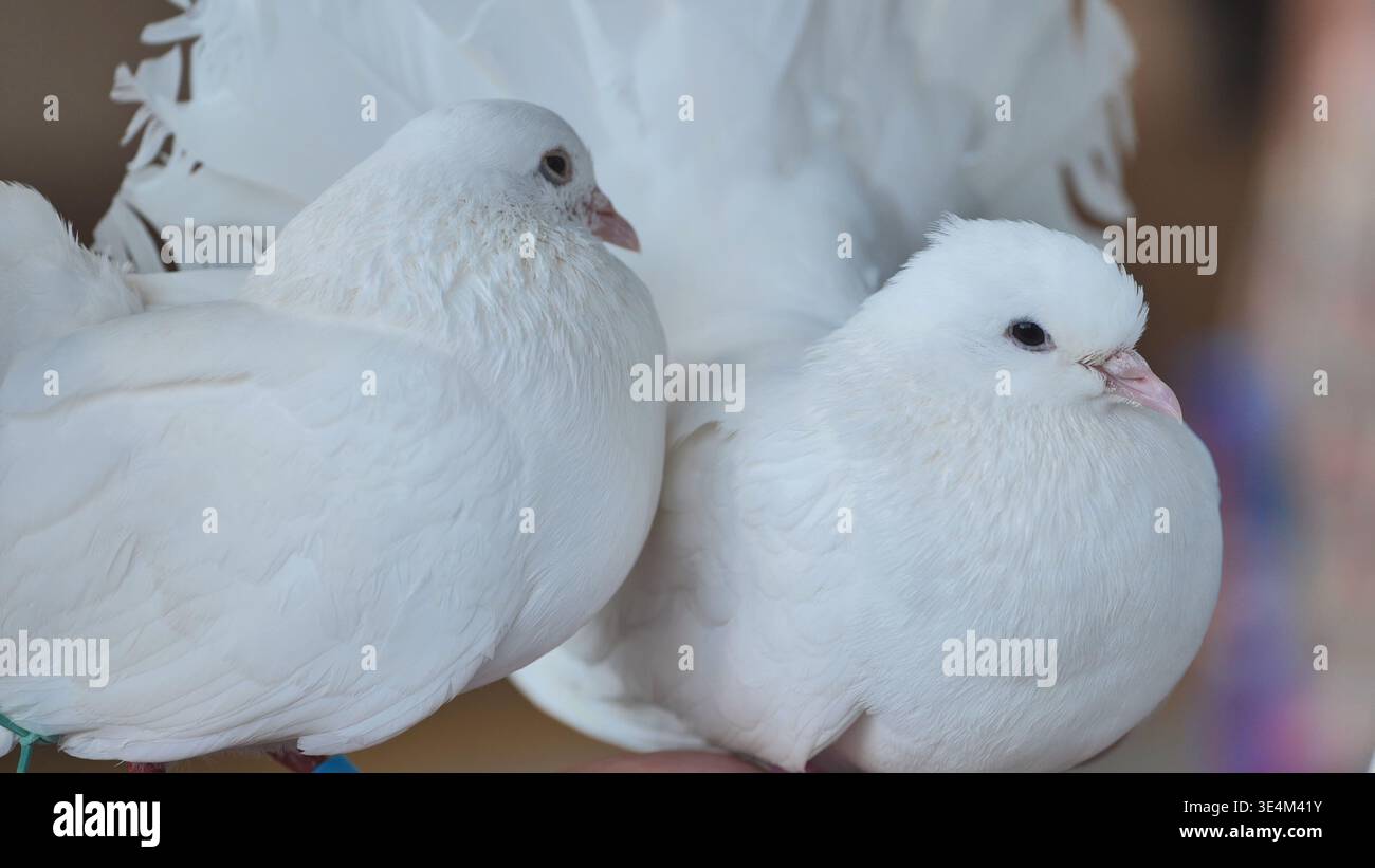 Zwei weiße Tauben mit flauschigen Federn sitzen zusammen Stockfoto
