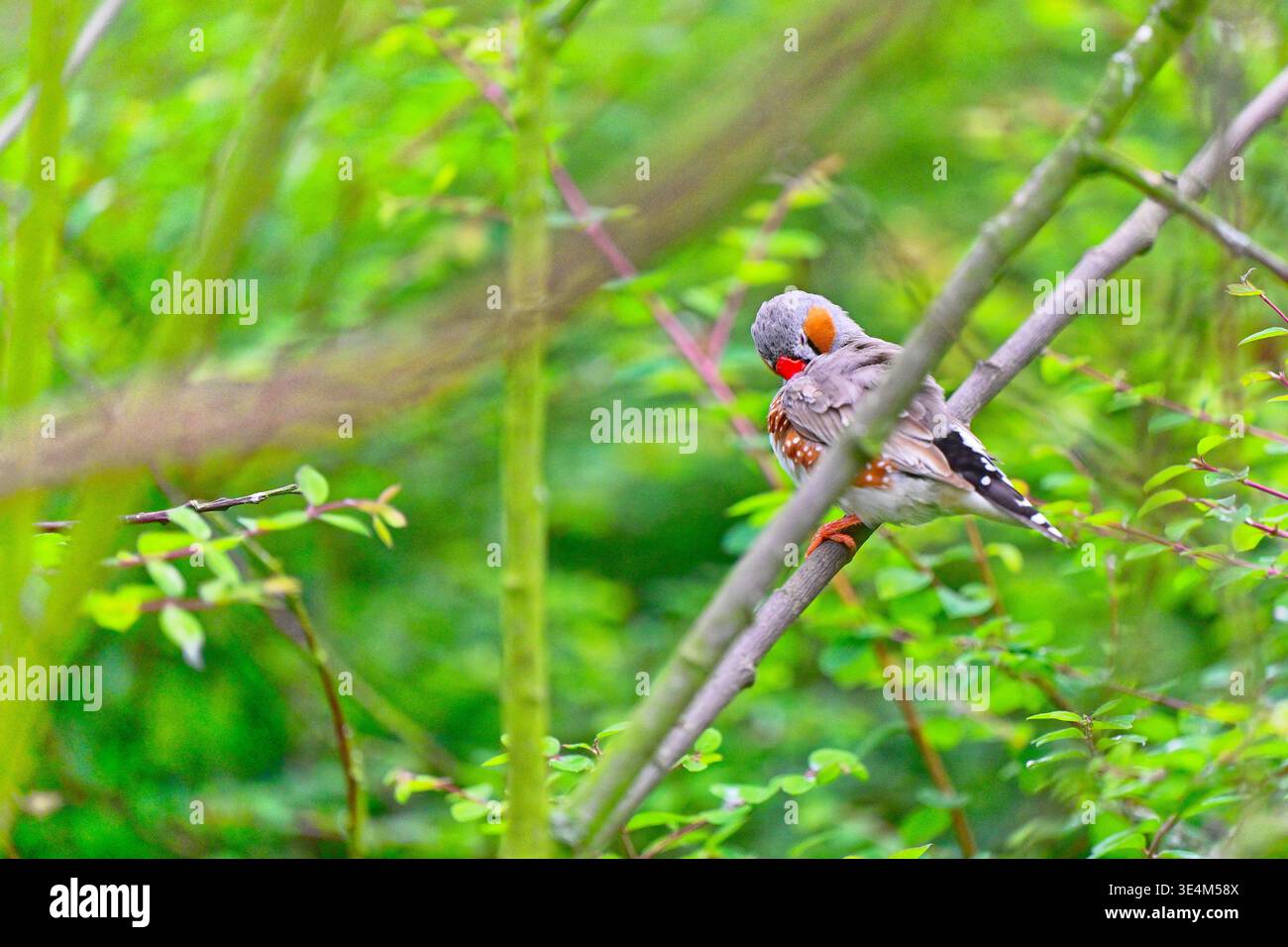 Ein lebendiger kleiner Vogel mit markanten Markierungen liegt auf einem Ast, umgeben von dichtem grünem Laub in einer natürlichen Umgebung im Freien. Stockfoto