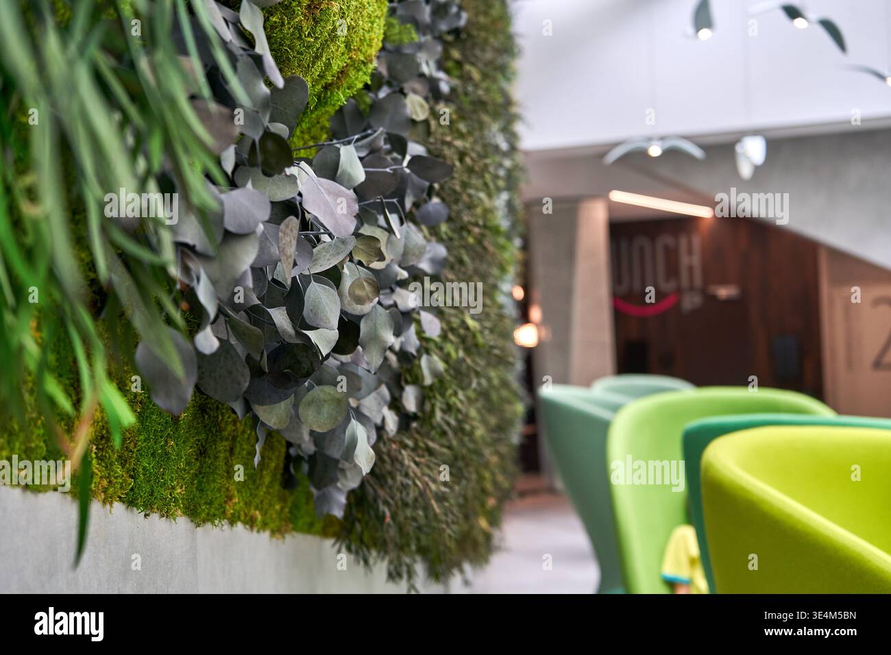 Aus nächster Nähe sehen Sie eine üppige Wohnwand oder eine vertikale Garteninstallation mit verschiedenen grünen Pflanzen wie Moos und silbrig-grünem Eukalyptus Stockfoto