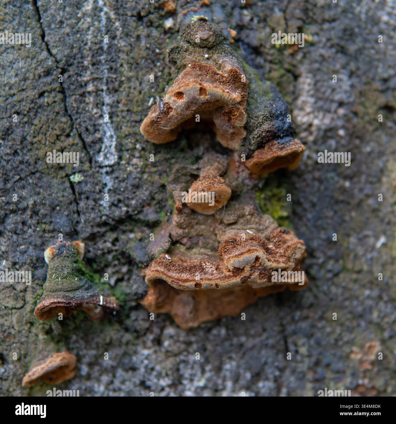 Detaillierte Nahaufnahme von Holzverfall-Pilzen, die auf Baumrindenoberflächen in der Natur wachsen Stockfoto