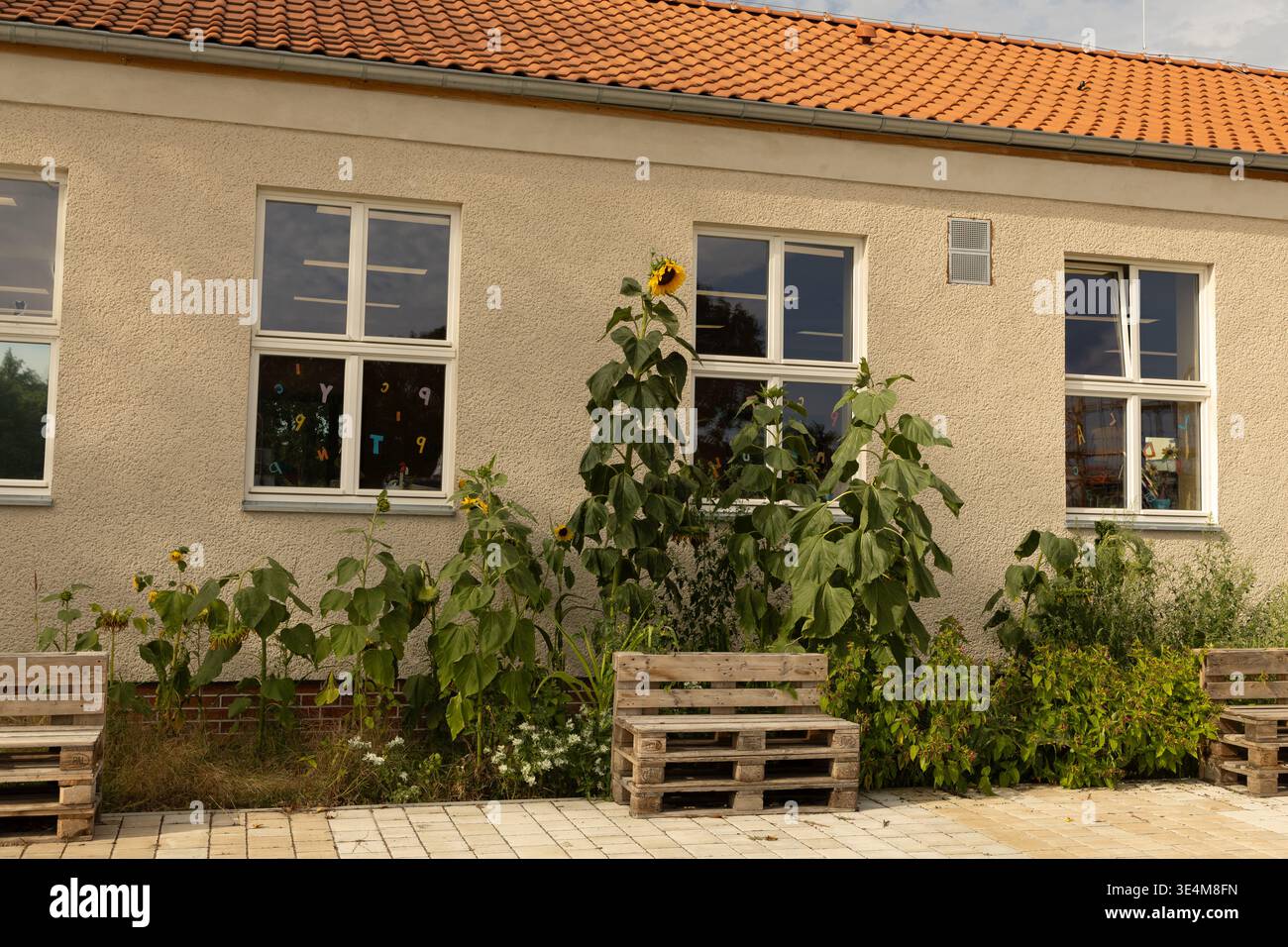 Berlin, Deutschland - 01. September 2025: Sonnenblumen blühen neben dem Schulgebäude mit Holzbänken im Außenbereich. Stockfoto