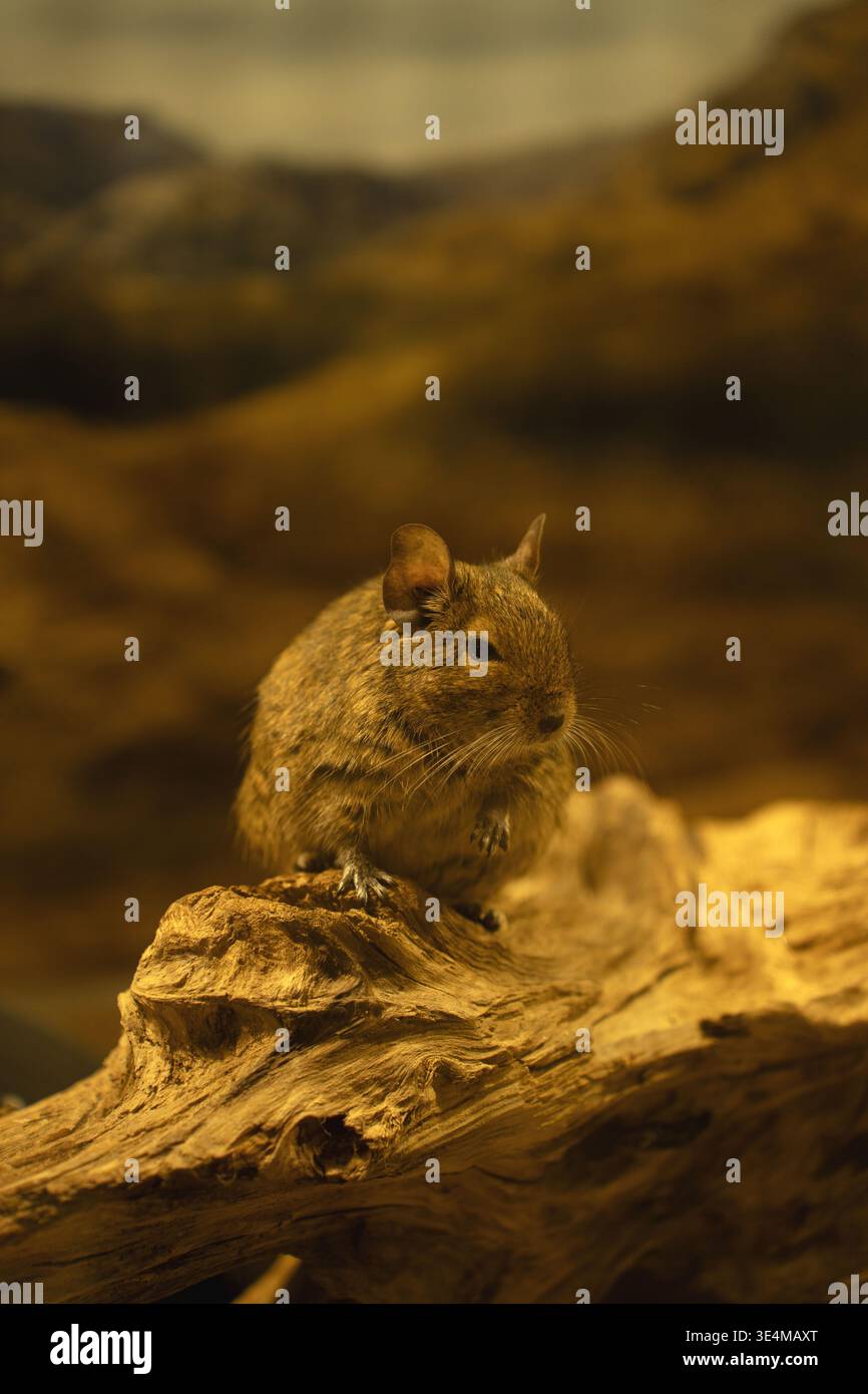 Kleines braunes Nagetier auf strukturiertem Treibholz unter warmem goldenem Licht, flache Tiefenschärfe mit verschwommenem Erdgrund, intime Ruhe Stockfoto