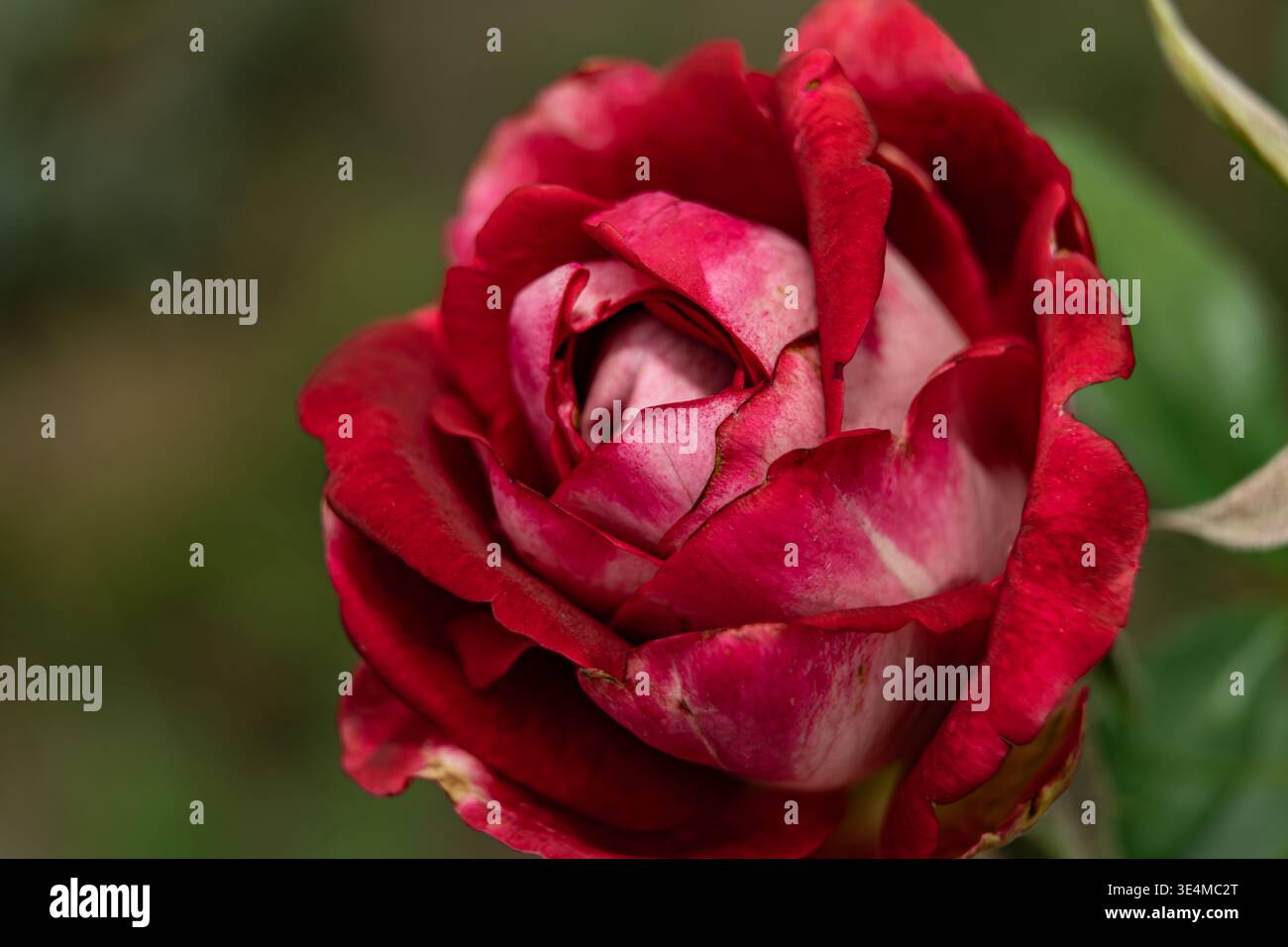 Luxor Hybrid Tea Rose Rot-weiß Nahaufnahme Makroaufnahme ohne Dornen Stockfoto