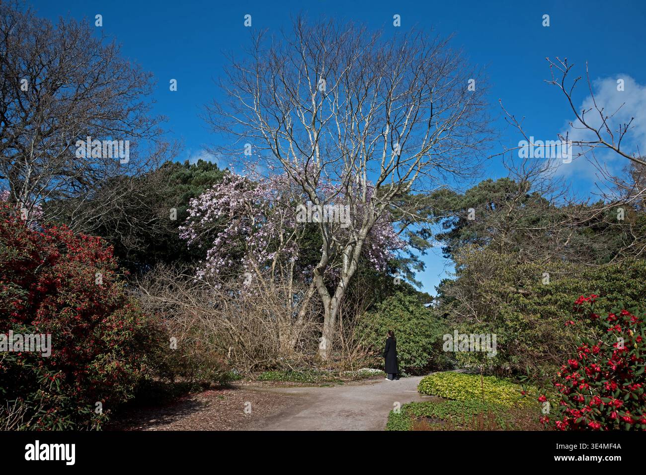 Besucher der Royal Botanic Gardens in Edinburgh genießen die frühe Morgensonne im Frühling. Stockfoto