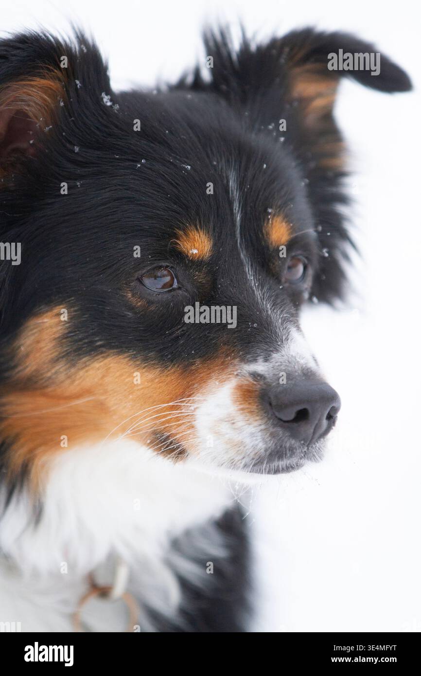 Kleiner schwarzer Hund mit Schneeflocken im Gesicht Stockfoto