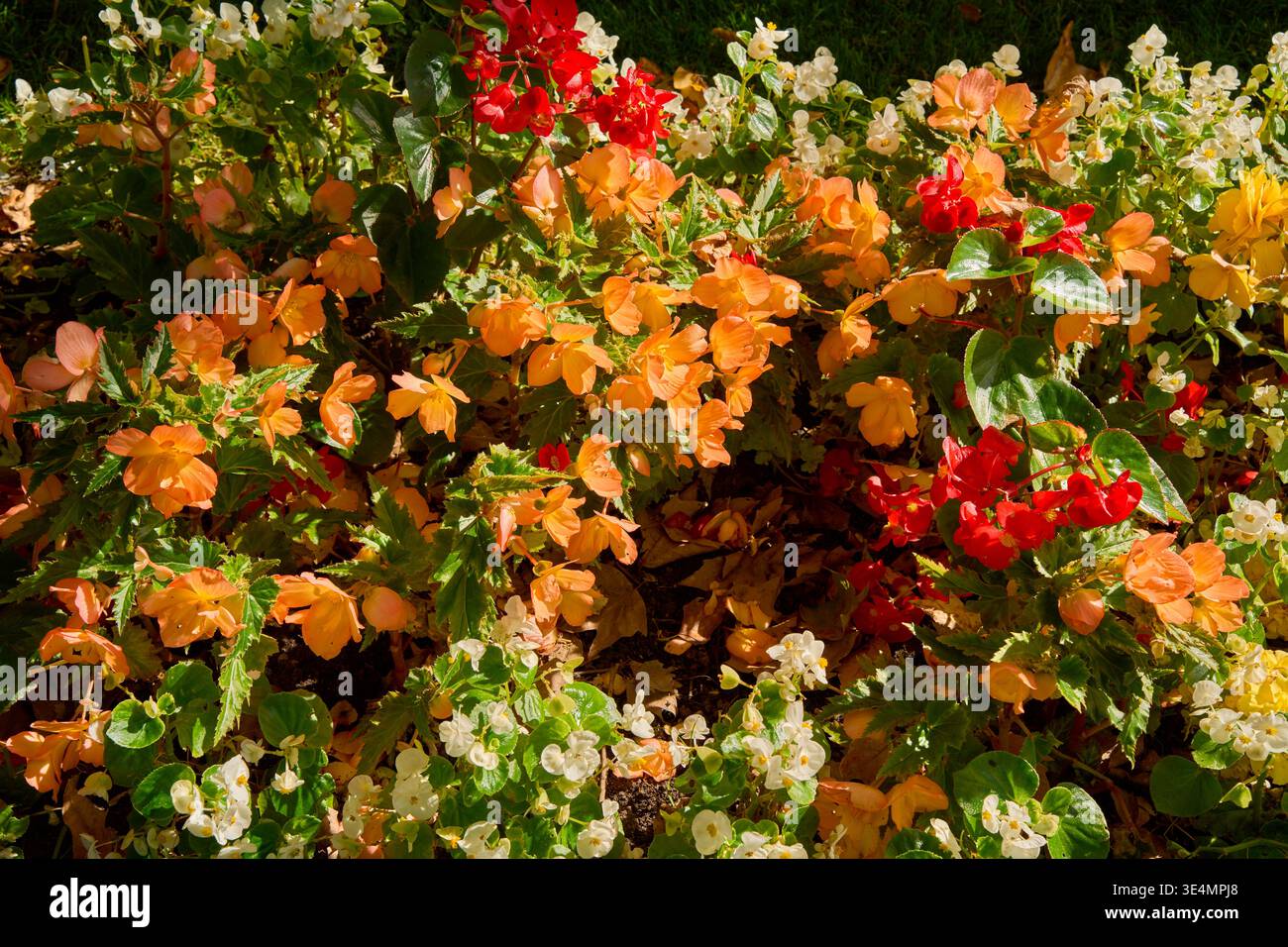 Buntes Blumenbeet aus blühenden orange, roten und weißen Begonien in einem sonnigen Park. Lebhafte saisonale Gartenpräsentation mit saftig grünen Blättern im Sommer. Stockfoto