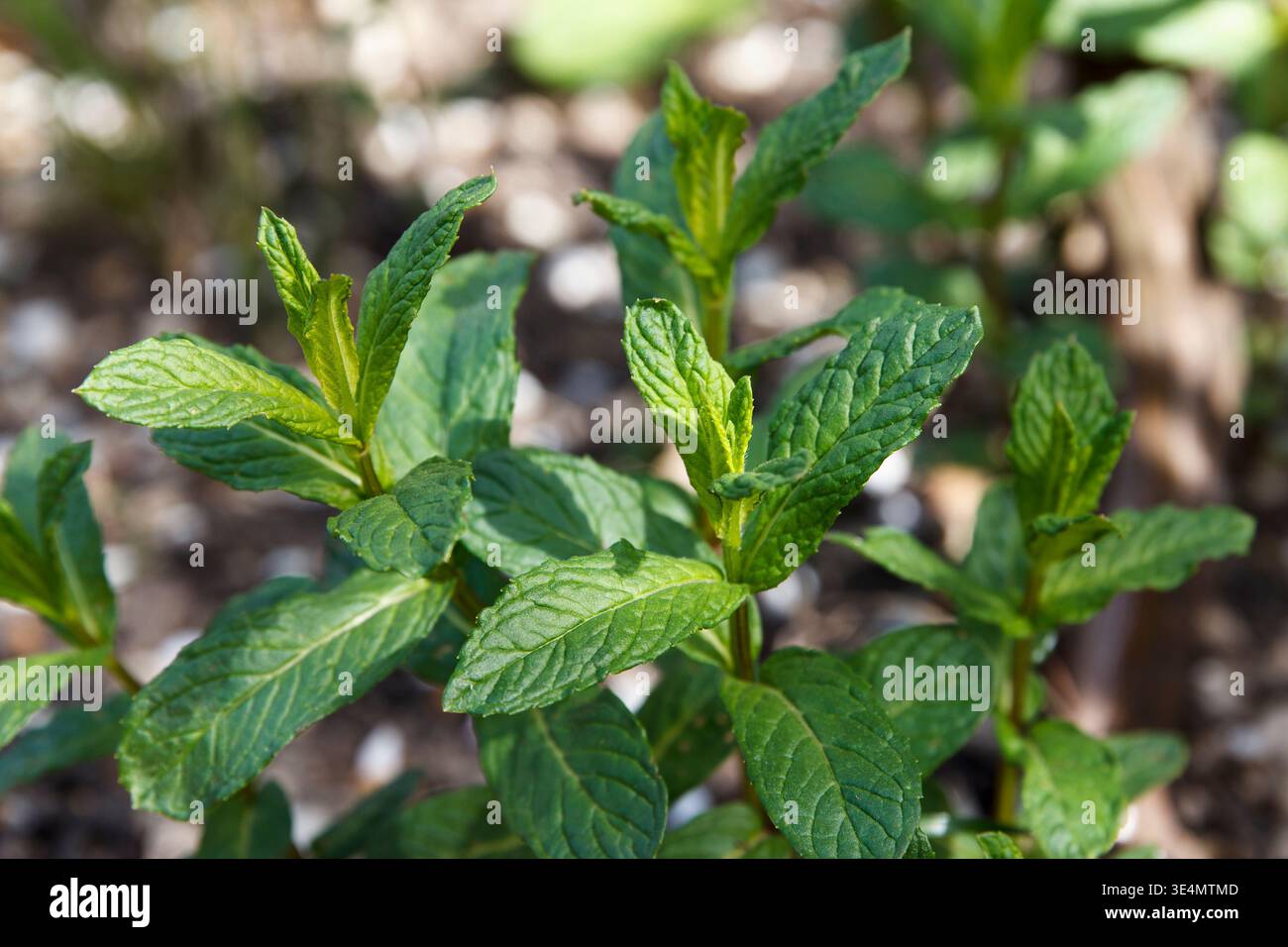 Frische grüne Minzblätter wachsen im Garten. Die Blätter sind lebendig und gesund und zeigen ihre gezackten Kanten und satte Farbe Stockfoto