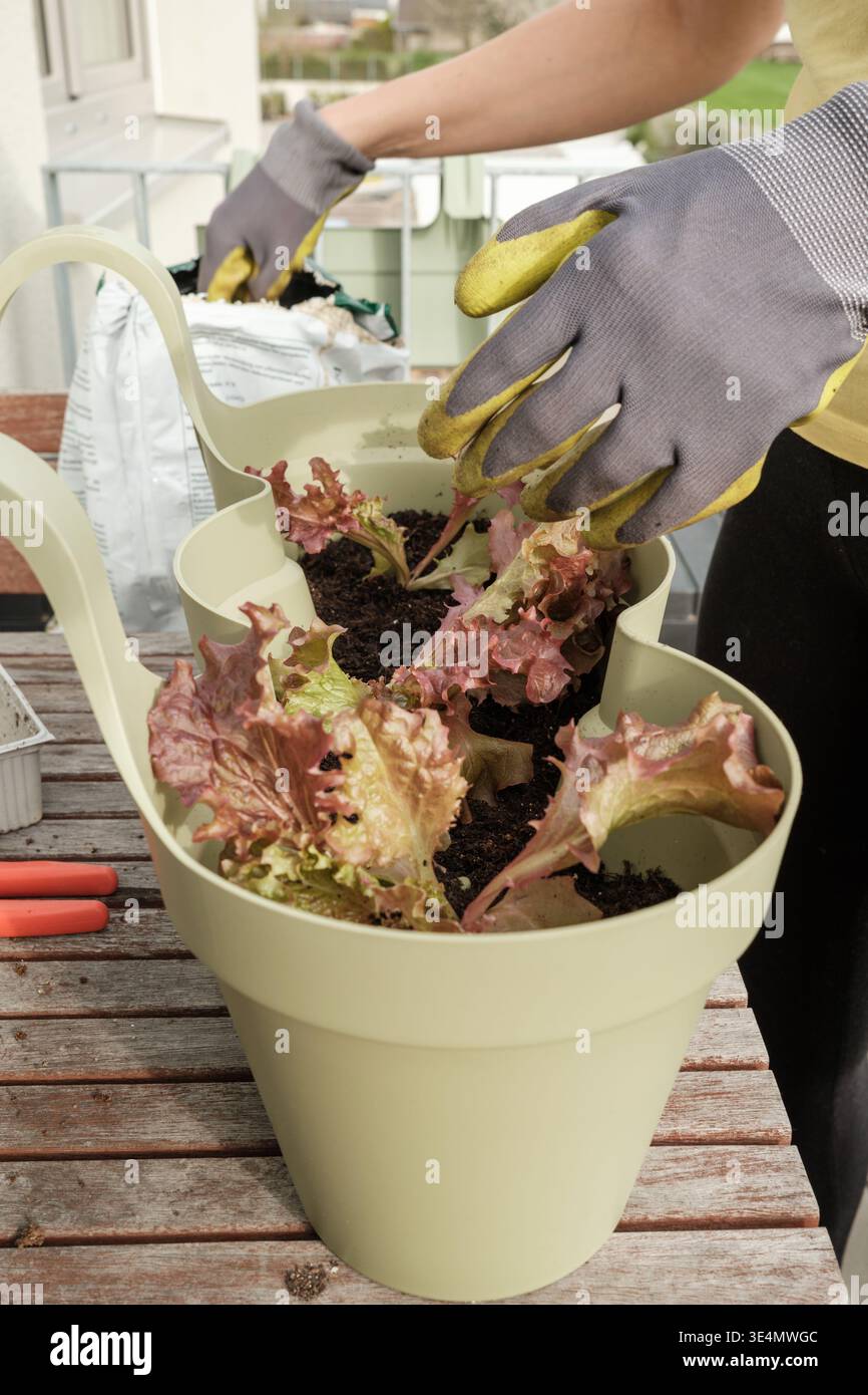 Nahaufnahme der Hände mit Gartenhandschuhen, die Lollo Rosso-Salat (Rotblattsalat) in einen hellgrünen Topf mit Erde Pflanzen. Gartenarbeit. Stockfoto
