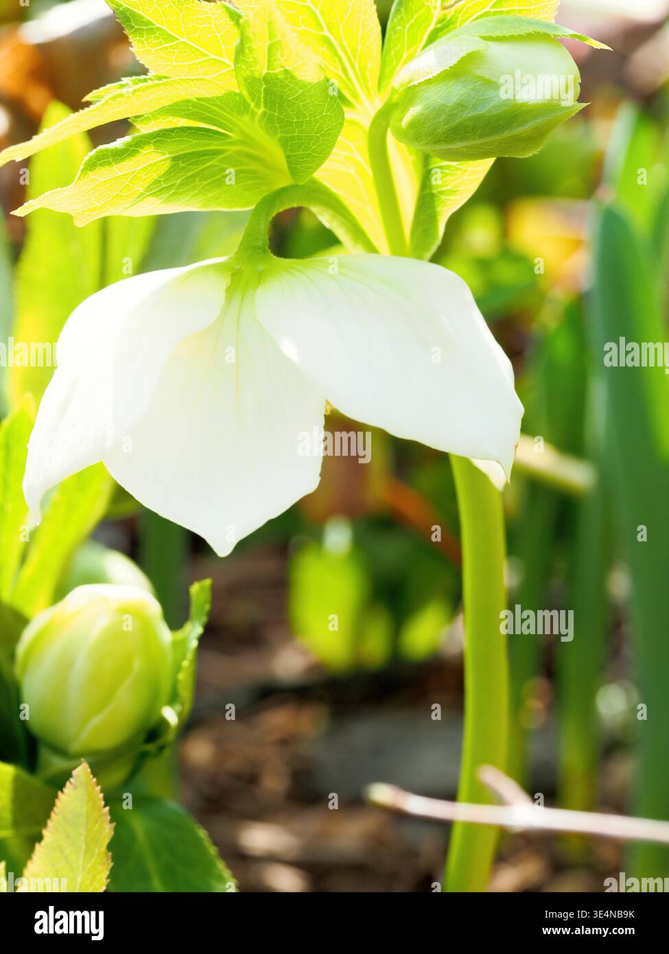 Nahaufnahme der weißen Helleboorenblume, die von der Stängelseite herabhängt Stockfoto