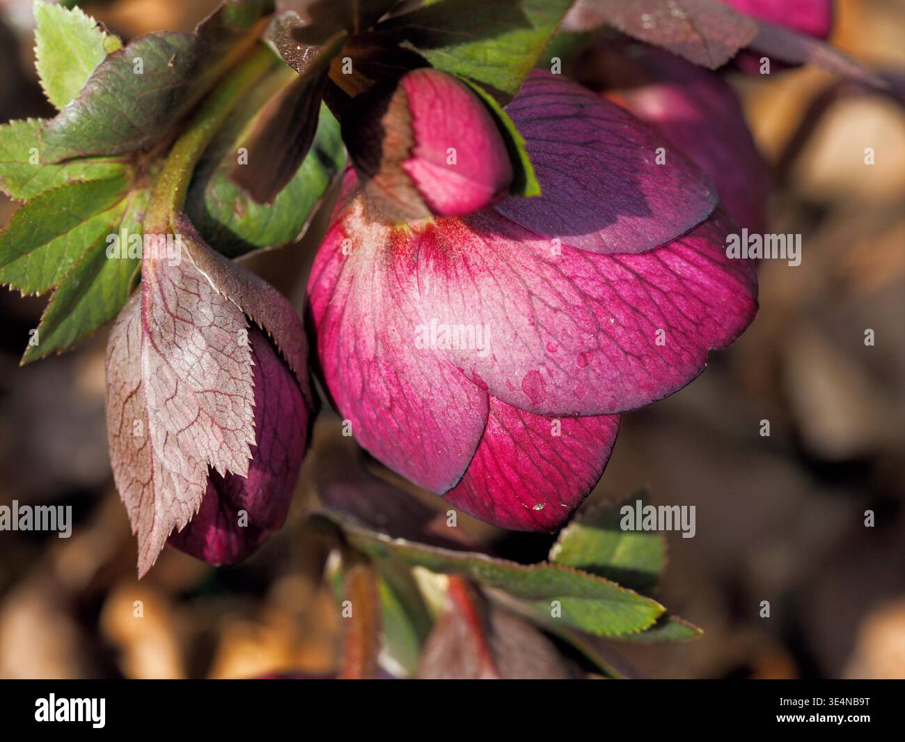 Nahaufnahme der violetten Helleore-Blume, die über der Seite hängt Stockfoto