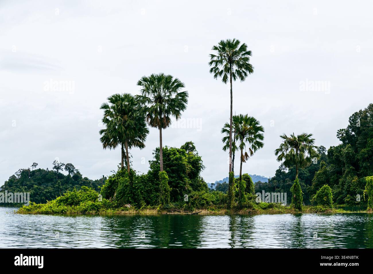 Eine kleine Insel erhebt sich aus ruhigem Wasser, bedeckt mit dichter Vegetation und mehreren hohen Palmen, die über den Baumkronen reichen. Stockfoto