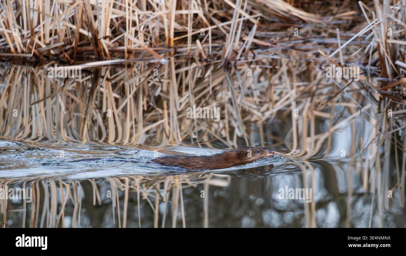 Landschaft einer Muskrate (Ondatra zibethicus) auf Augenhöhe, die im Frühjahr durch einen ruhigen, reflektierenden Feuchtwasserfluss schwimmt Stockfoto