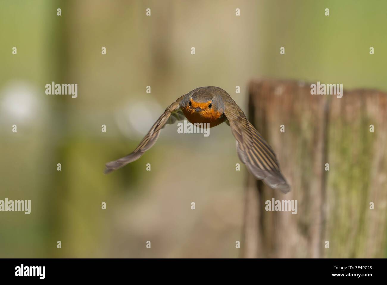 Rotkehlchen, Erithacus rubecula Stockfoto