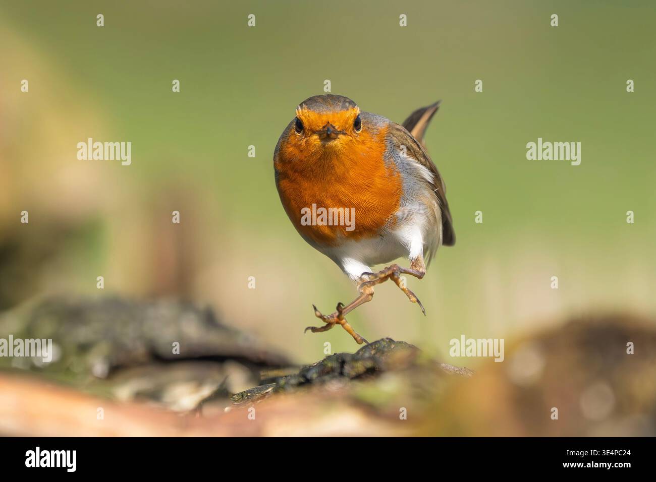 Rotkehlchen, Erithacus rubecula Stockfoto