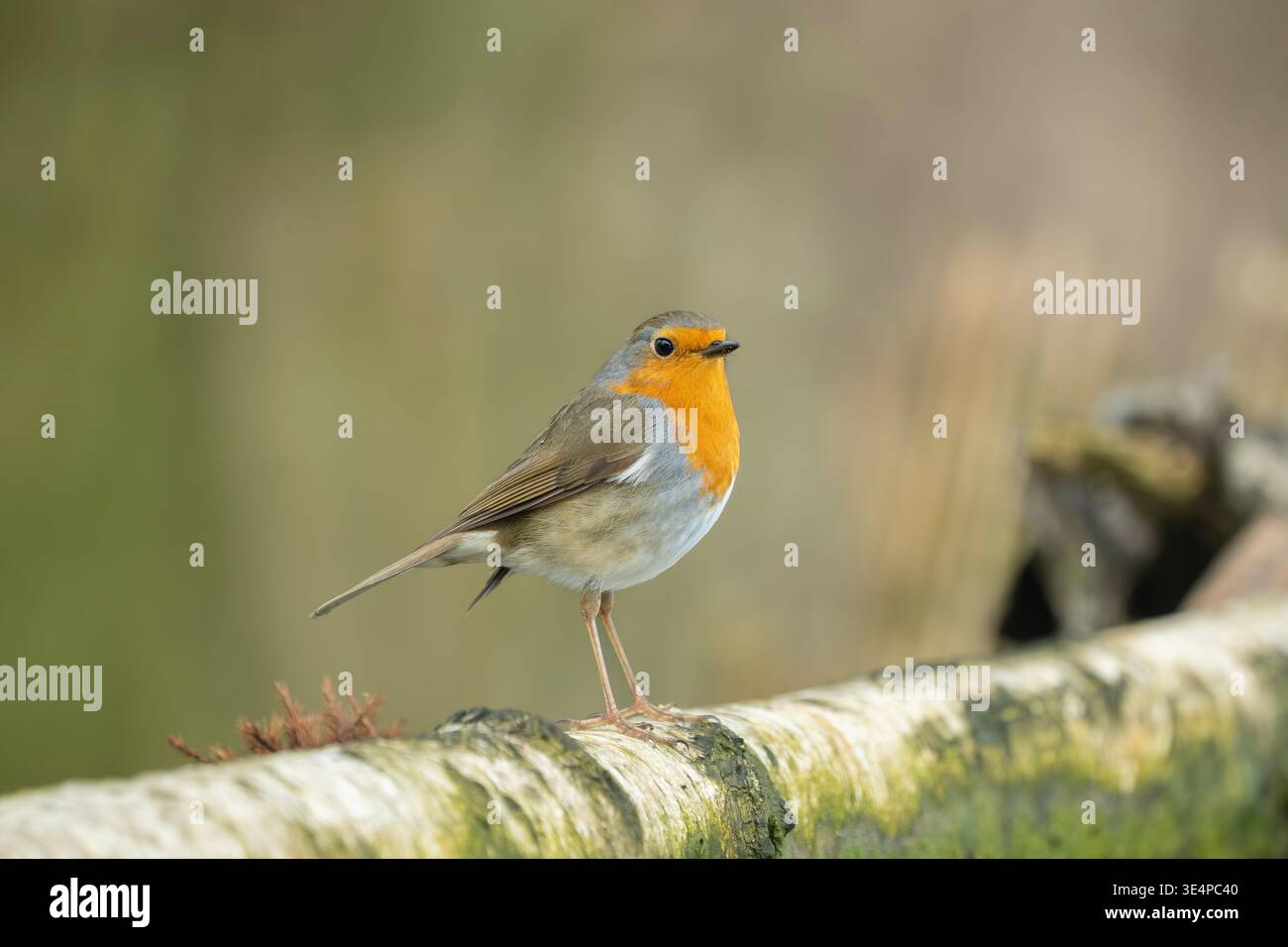 Rotkehlchen, Erithacus rubecula Stockfoto