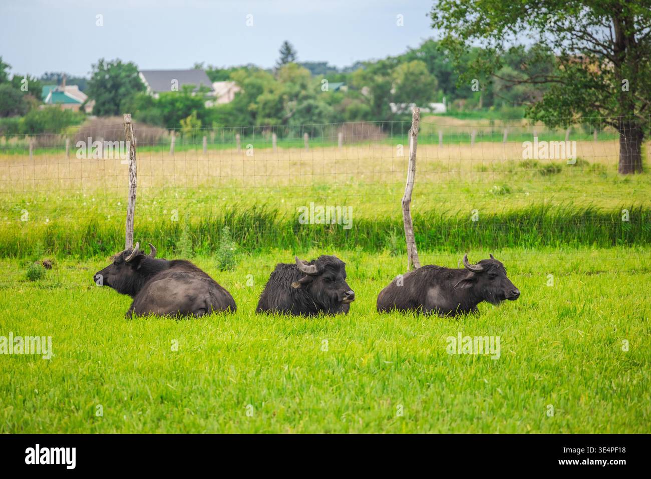Drei Schwarzwasserbüffel ruhen an einem bewölkten Sommertag auf grünem Gras auf einer umzäunten ländlichen Weide Stockfoto
