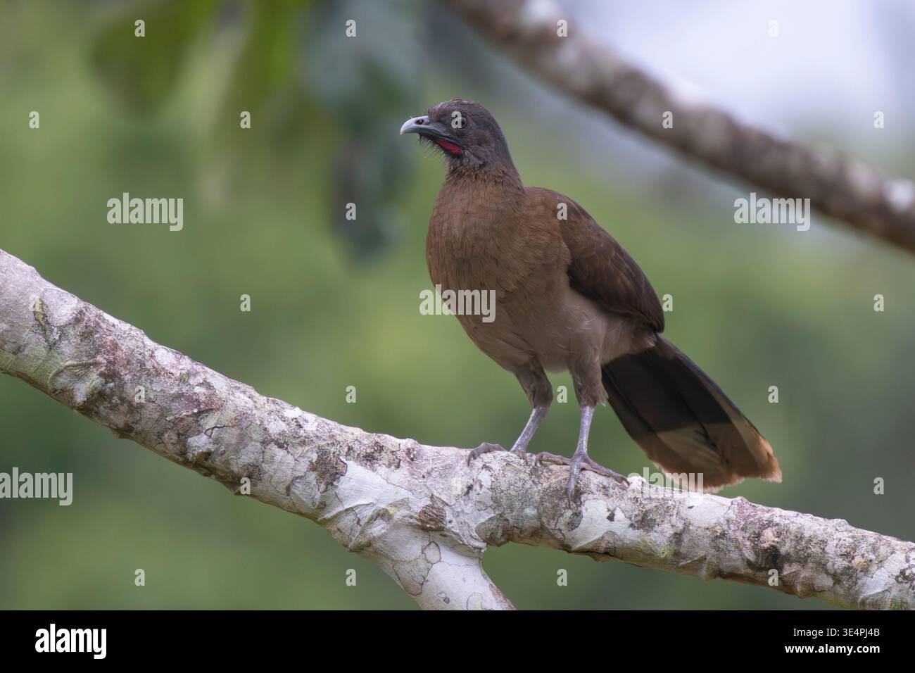 Ein grauköpfiger Chachalaca (Ortalis cinereiceps), der auf einem Zweig in Costa Rica thront Stockfoto