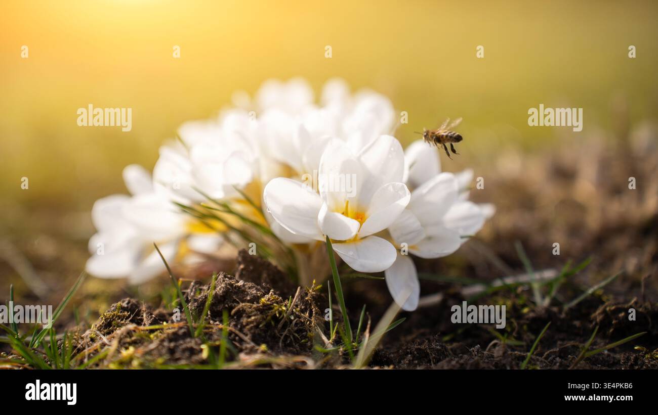 Westliche Honigbiene, Europäische Honigbiene (APIs mellifera) auf einer weißen Blume von Krokussen. Stockfoto