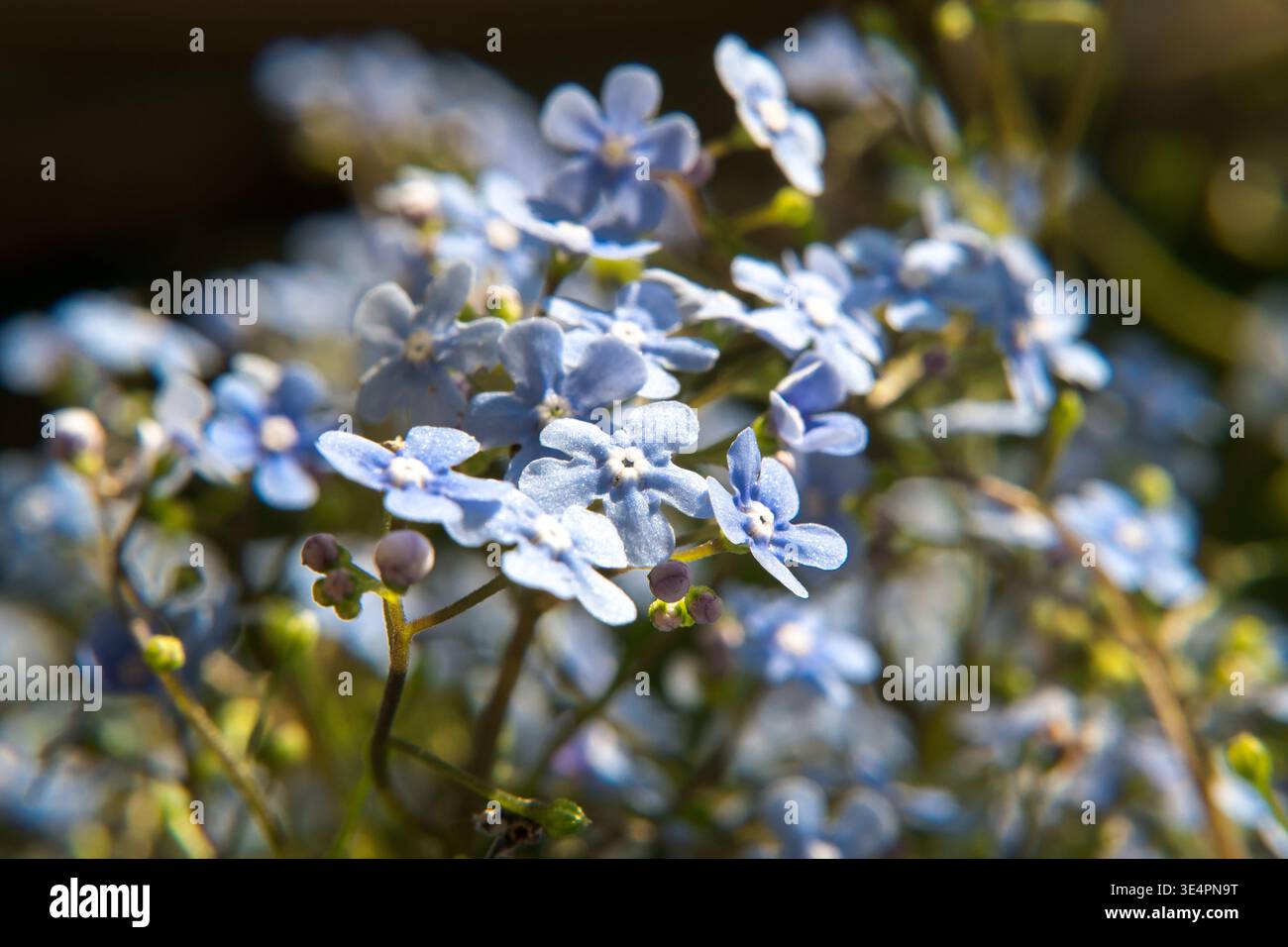 Blumen im Garten, die Schönheit der Natur. Stockfoto