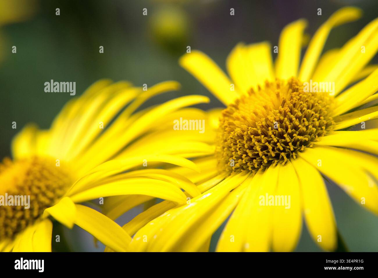 Gelbe Blumen im Garten. Stockfoto