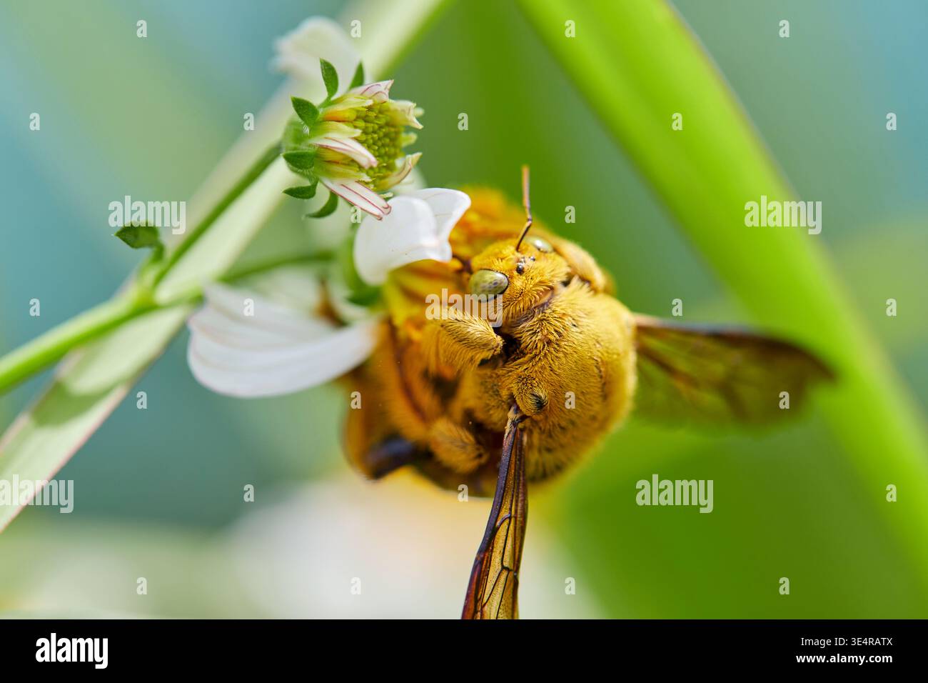 Zimmermann Biene Bestäubt Weiße Blume Stockfoto