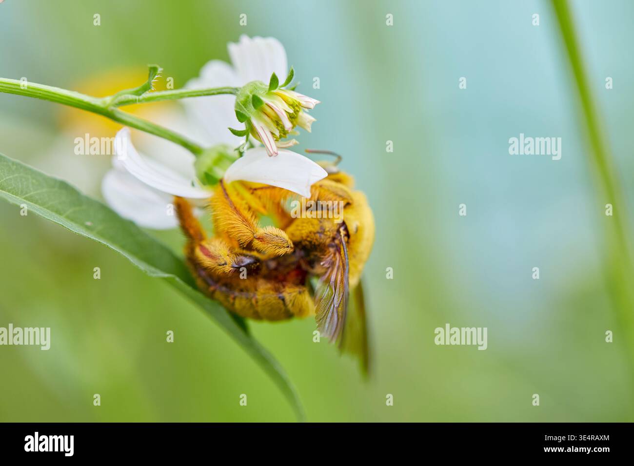 Zimmermann Biene Bestäubt Weiße Blume Stockfoto