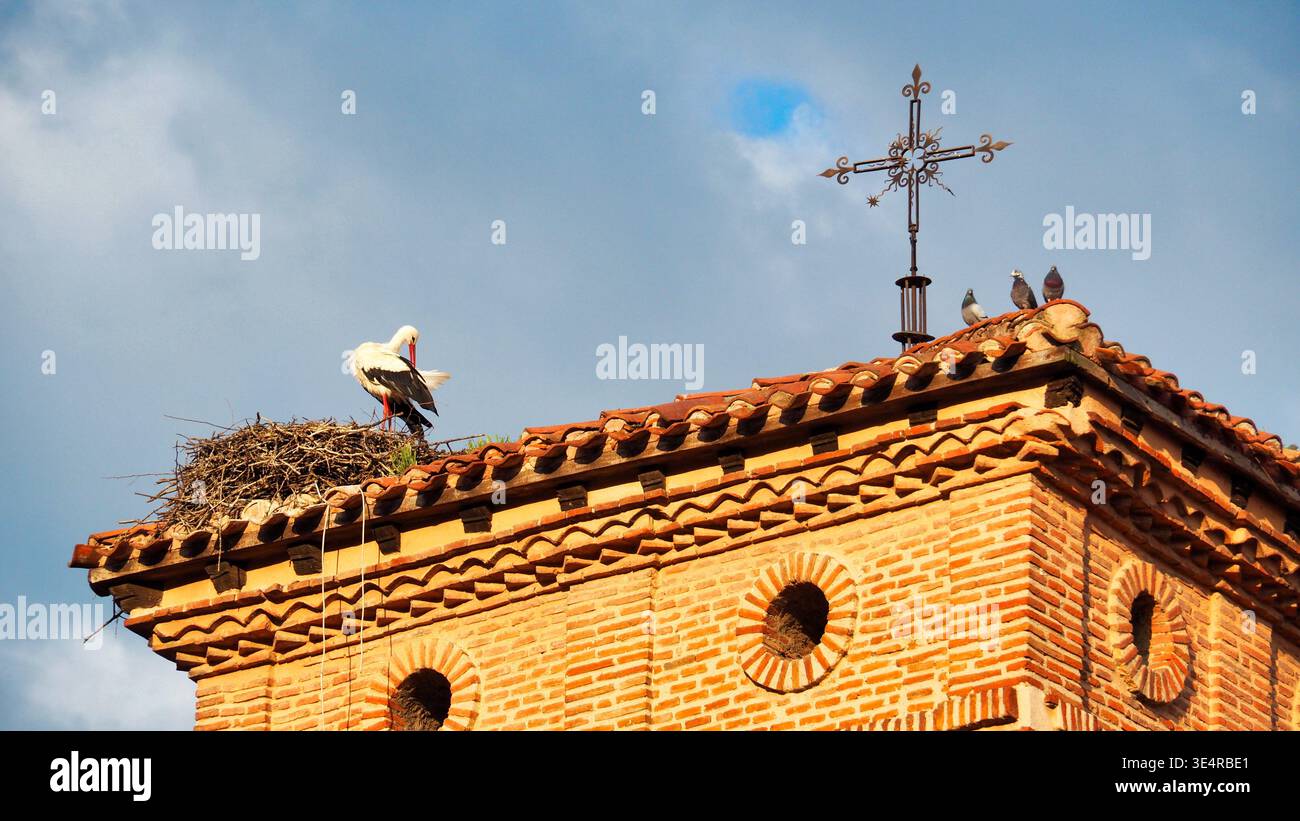 Weißstorch, der auf einem Kirchendach weilt, Jakobsweg, Spanien. Stockfoto