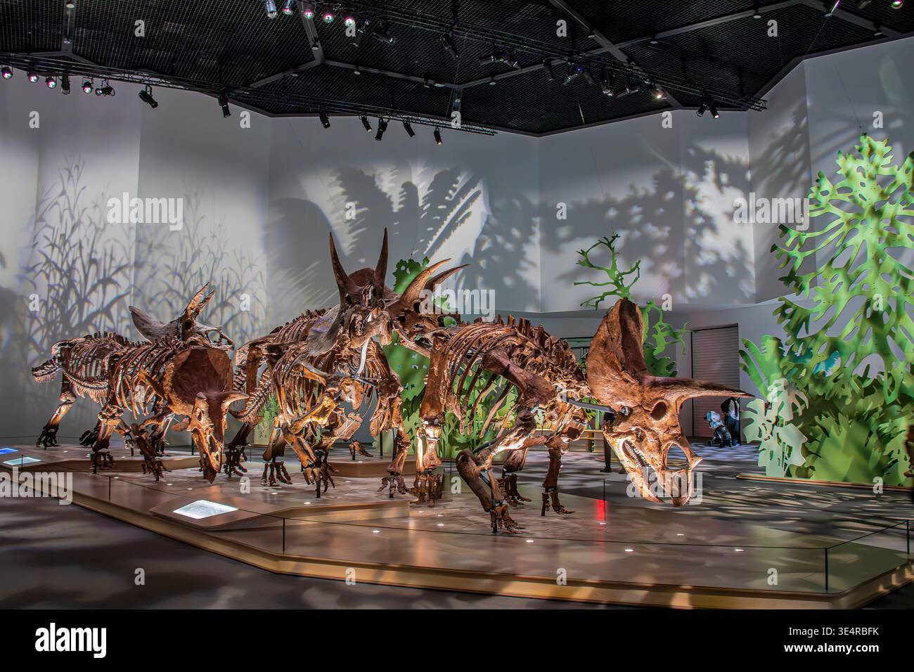 Abu dhabi VAE 8. Februar 2026: In „The March of Triceratops“ im Natural History Museum Abu Dhabi zeigen fünf Triceratops Fossilien das Herdenverhalten Stockfoto