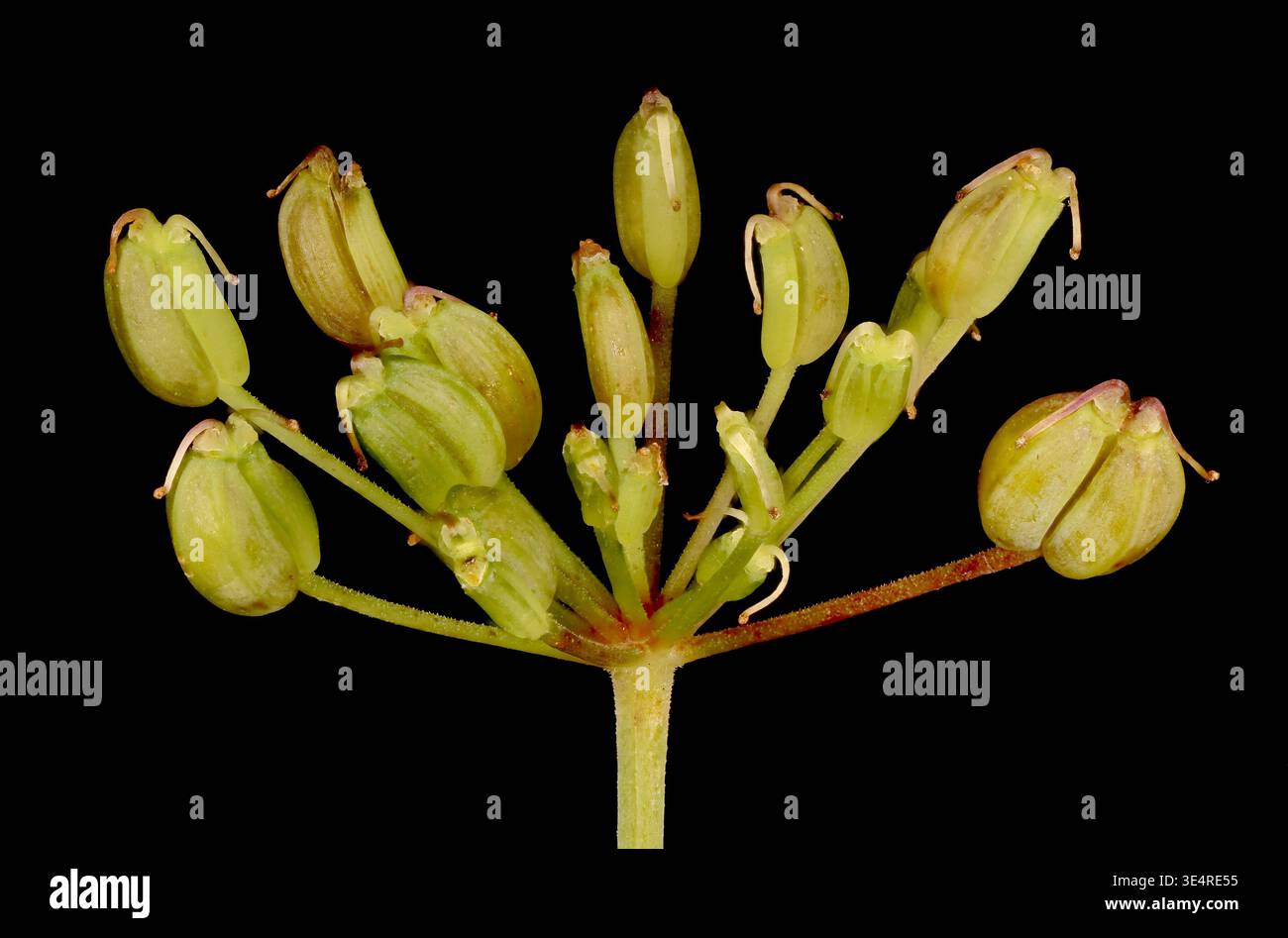 Ground-Elder (Aegopodium podagraria). Fruiting Umbellule Closeup Stockfoto