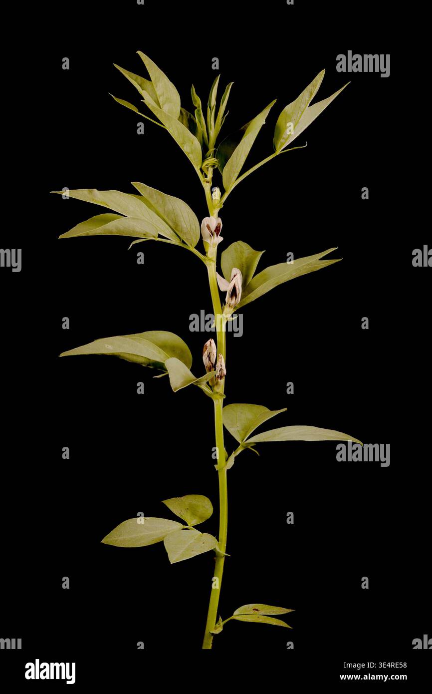 Broad Bean (Vicia faba). Gewohnheit Stockfoto