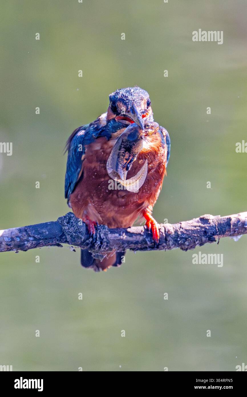 Eisvogel isst eine große Kaulquappe RSPB Rainham Marshes Essex Stockfoto